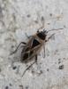 Xanthochilus saturnius